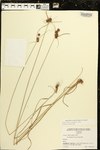 Cyperus echinatus image