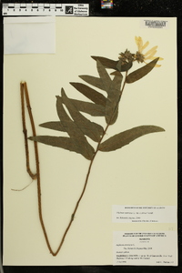 Silphium asteriscus var. scabrum image