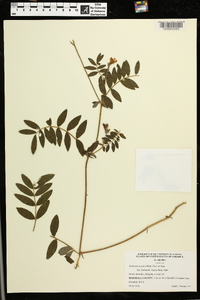 Tephrosia spicata image