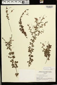 Lespedeza repens image