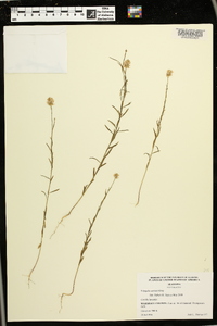 Polygala curtissii image