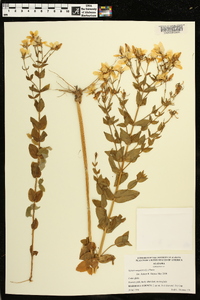 Sabatia angularis image