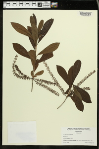 Cyrilla racemiflora image