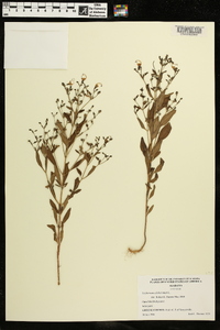 Trichostema dichotomum image