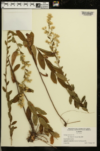 Solidago petiolaris image