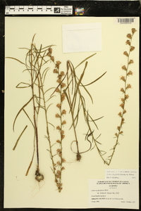 Liatris elegantula image