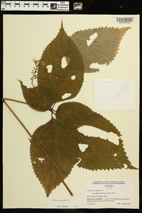 Collinsonia canadensis image