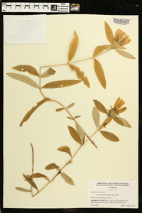 Gentiana saponaria image