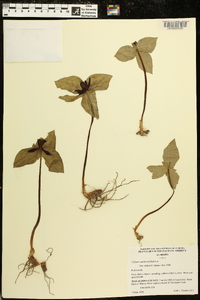 Trillium stamineum image