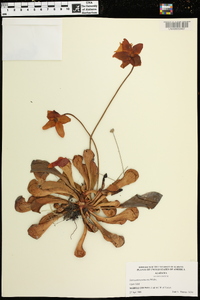 Sarracenia psittacina image