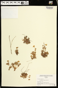 Potentilla canadensis image