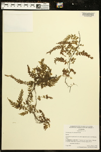 Vandenboschia boschiana image