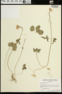 Cardamine angustata image