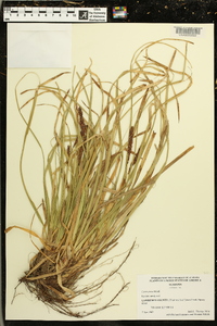 Carex picta image