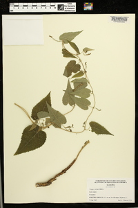 Tragia cordata image