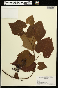 Vitis vulpina image