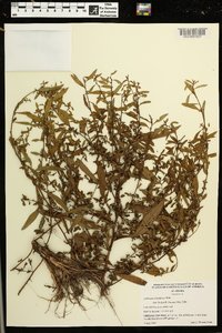 Ludwigia glandulosa image