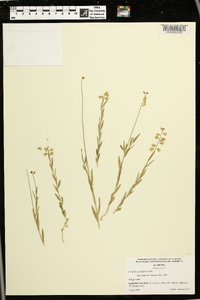 Polygala grandiflora image