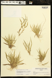 Panicum strigosum image