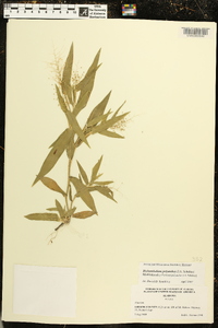 Dichanthelium polyanthes image