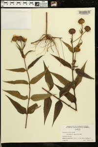 Helianthus resinosus image