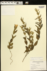 Ruellia humilis image