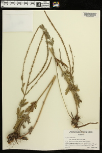 Verbena xutha image