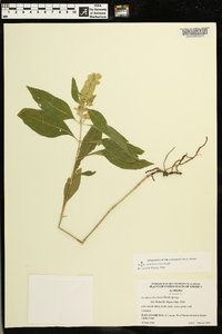 Yeatesia viridiflora image