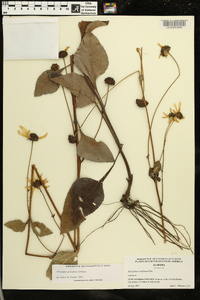 Helianthus atrorubens image