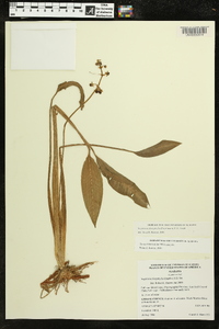 Sagittaria platyphylla image