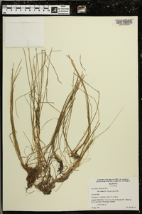Eleocharis olivacea image