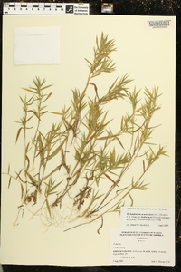 Dichanthelium acuminatum subsp. lindheimeri image