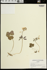 Cardamine diphylla image