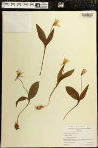 Erythronium rostratum image