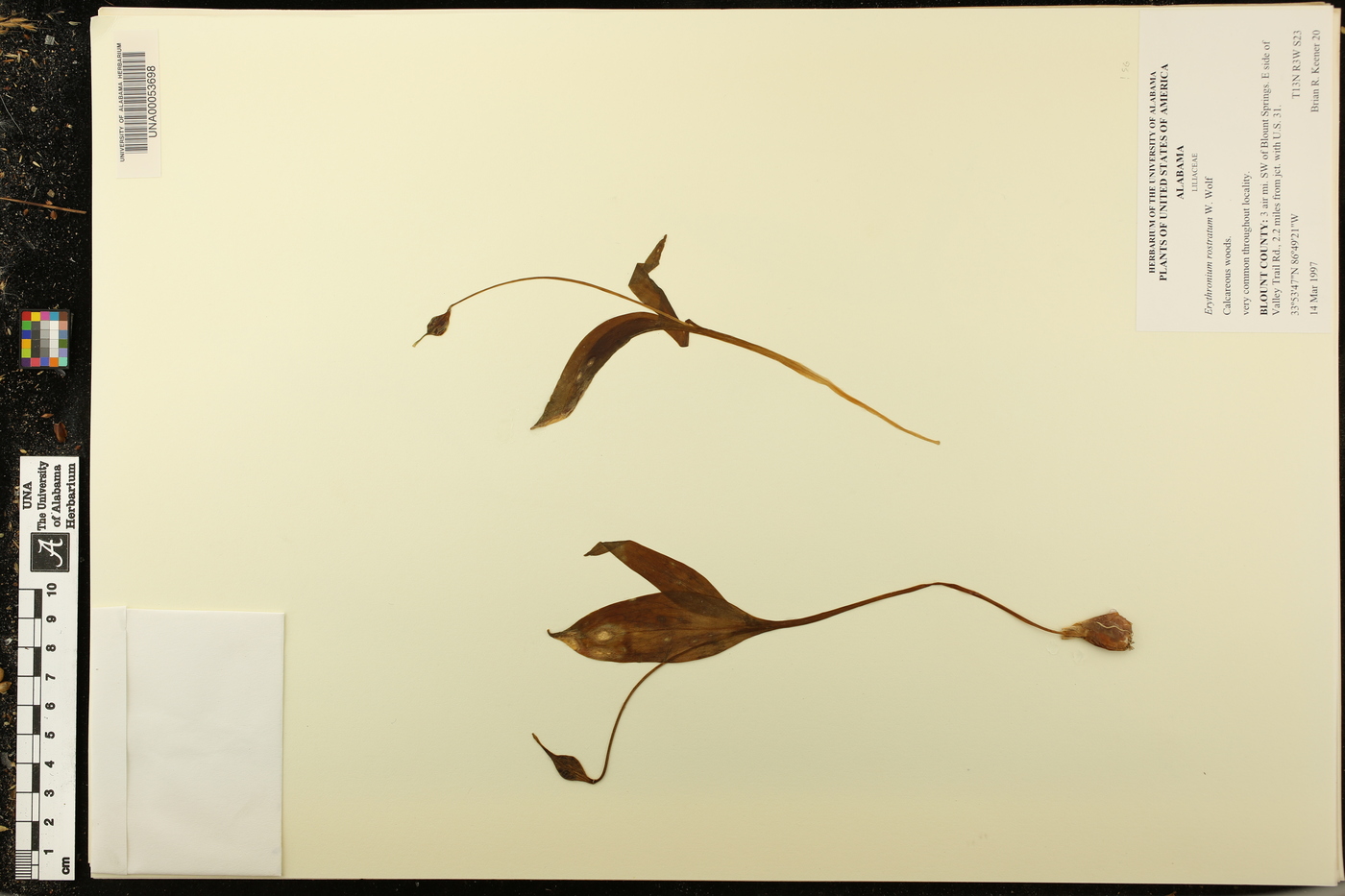 Erythronium rostratum image