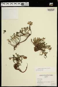 Sedum pulchellum image