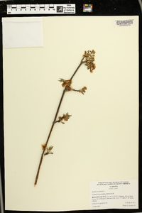 Staphylea trifolia image