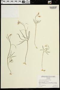 Cardamine multifida image