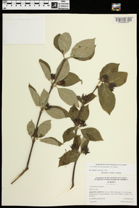 Calycanthus floridus var. floridus image