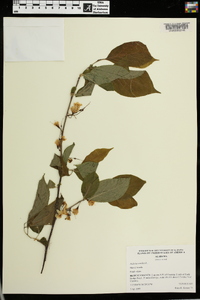 Halesia carolina image