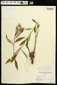 Amsonia tabernaemontana var. salicifolia image