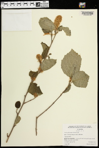 Fothergilla major image