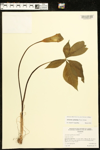 Arisaema quinatum image