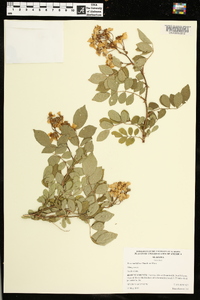 Rosa multiflora image