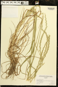 Lolium perenne subsp. multiflorum image