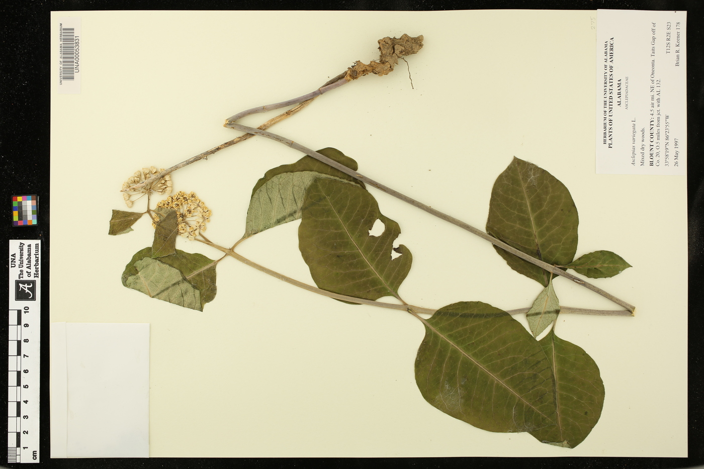 Asclepias variegata image