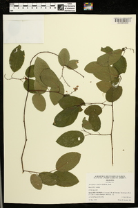 Berchemia scandens image