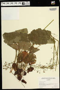 Heuchera americana image