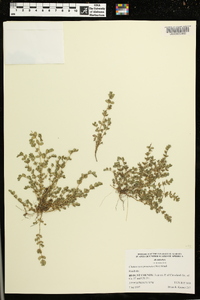 Euphorbia prostrata image