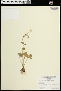 Ranunculus hispidus var. hispidus image